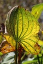 Underside of bright yellow green ribbed and veined arrowhead leaf with brown spots lit by sun Royalty Free Stock Photo