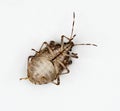 Underside of Brown Marmorated Stink Bug or Shield Bug Royalty Free Stock Photo