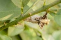 The Underside Of A Butterfly's Pupal Stage