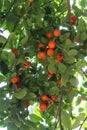 The underside of a Calamondin Orange tree filled with ripened oranges Royalty Free Stock Photo