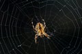 Underside closeup of a pumpkin spider marbled orb-weaver on a web with a dark background Royalty Free Stock Photo