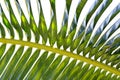 Underside of coconut palm frond