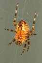 Underside of a Common Garden Spider on a web