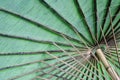 The underside of a cotton umbrella