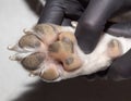 The pads on a small dogs paw