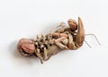 Exoskeleton of Dead Burrowing Crayfish Underside
