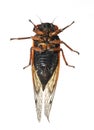 female Dwarf Periodical Cicada (Magicicada cassini) ventral view