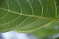 The underside of fig leaf Royalty Free Stock Photo