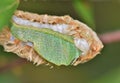 The underside of a Flannel Moth. Royalty Free Stock Photo