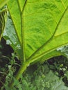 The underside of a giant Gunnera leaf Royalty Free Stock Photo