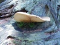 Underside of giant velvet roll-rim fungus growing on old rotten roots of spruce tree. Inedible mushroom seen from below Royalty Free Stock Photo