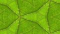 Underside Of Green Leaf Seamless Tile Background Royalty Free Stock Photo