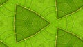 Underside Of Green Leaf Seamless Tile Background