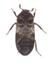 Underside of a larder beetle, Dermestes lardarius isolated on white background