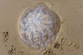 The underside of a large Barrel Jellyfish on Abersoch beach