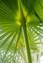 Underside of Large Palm Fronds