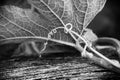 Underside of a leaf and curly tendril Royalty Free Stock Photo