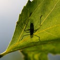 Underside of leaf showing grasshopper silhouette outline. Example of creative macro photography.