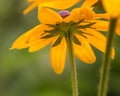 Yellow Daisy-like Standout and closeup Royalty Free Stock Photo