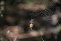 Underside of a Marbled Orbweaver Spider in a Web Royalty Free Stock Photo