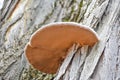 Mushroom Fungi Growing on Tree Trunk