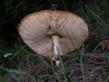 Underside of a mushroom with lots of strips Royalty Free Stock Photo