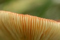 Underside of Orange Mushroom Royalty Free Stock Photo