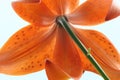 The underside of an orange tiger lily. Royalty Free Stock Photo