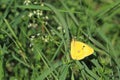 Pale clouded yellow butterfly