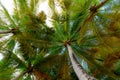 Underside of Palm Trees from below