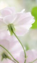 Underside of pastel pink roses Royalty Free Stock Photo