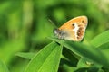 Underside of pearly heath butterfly Royalty Free Stock Photo