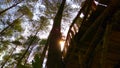 The underside of a pedestrian wooden bridge in pine forest.