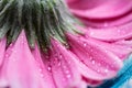 The underside of a pink gerbera flower with water drops. Macro. Close up. Royalty Free Stock Photo