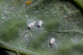 Underside of plants leaves with pest Cabbage Whitefly Aleyrodes proletella adults and larvae on the underside of the leaf. Itis a