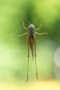 Underside of Female Roesels bush cricket Metrioptera roeselii