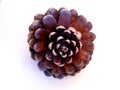 Underside of a Single, Round Pine Cone, on White