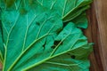 Underside of slug damaged rhubarb leaves on a wood background. Close up, selective focus, copy space