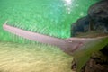 The underside of a small tooth Sawfish