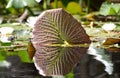 Underside of a Spatterdock Yellow Bonnet Lily Pad in the Okefenokee Swamp National Wildlife Refuge, Georgia