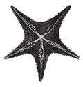 Underside of a starfish, vintage illustration