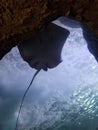 The Underside of a Stingray