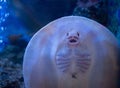 Underside of Stingray, showing mouth and gill slits