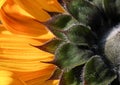 The underside of the sunflower. Close up. Macro. Abstract background Royalty Free Stock Photo