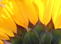 The underside of the sunflower. Close up. Macro. Abstract background Royalty Free Stock Photo