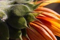 The underside of the sunflower. Close up. Macro. Abstract background Royalty Free Stock Photo