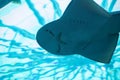 The underside a swimming ray seen in aquarium Royalty Free Stock Photo