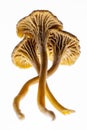 Three Chanterelle mushrooms isolated on a white background Royalty Free Stock Photo