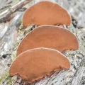 Three Mushroom Fungi Growing on Tree Trunk