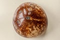 Underside of traditional Karimba musical instrument with gecko lizard motif. Close up of colorful calimba made from coconut shell